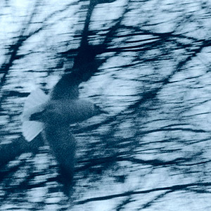 oiseau-en-vol-arbres-flous-varsovie-pologne-tirage-lith-bleu